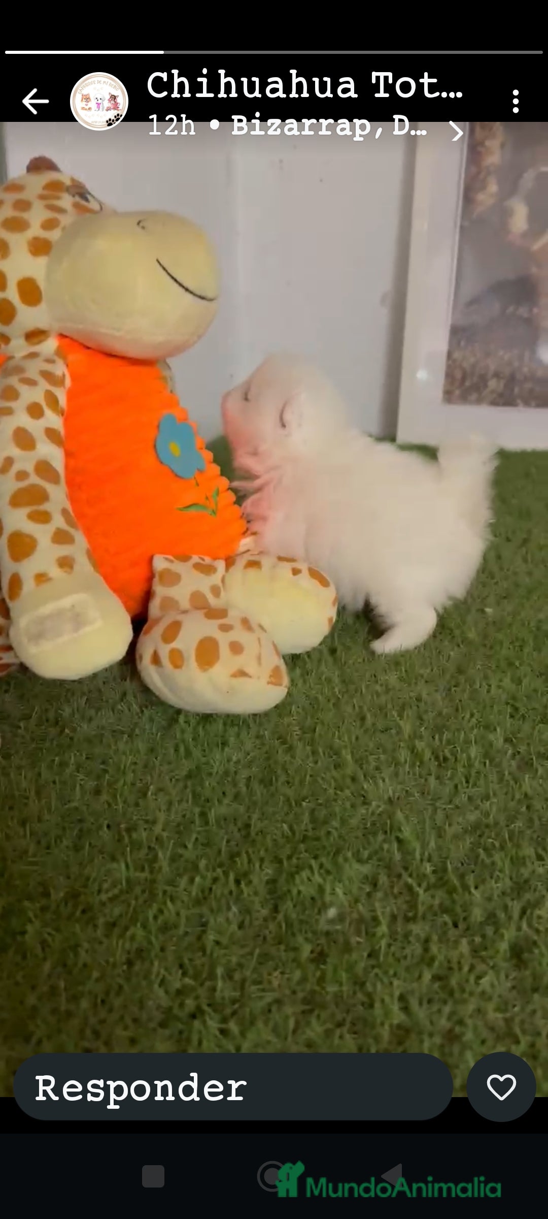 Bichón Maltés perros Bichon maltés coreano - Anuncio 2