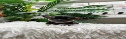Chihuahua perros en venta: CHIHUAHUA  - Anuncio 14