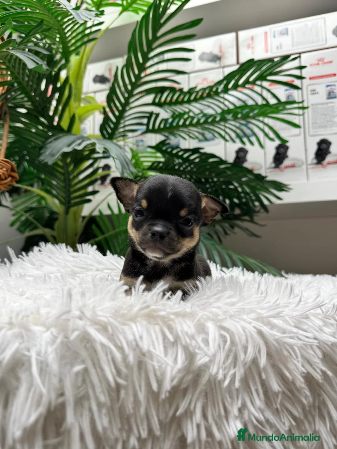 Chihuahua perros en venta: CHIHUAHUA  - Anuncio 14