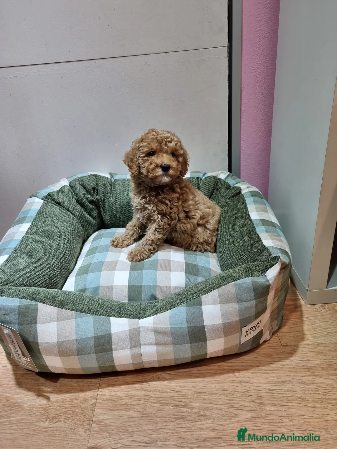 Caniche Toy perros en venta: Caniches en Barcelona - Anuncio 4