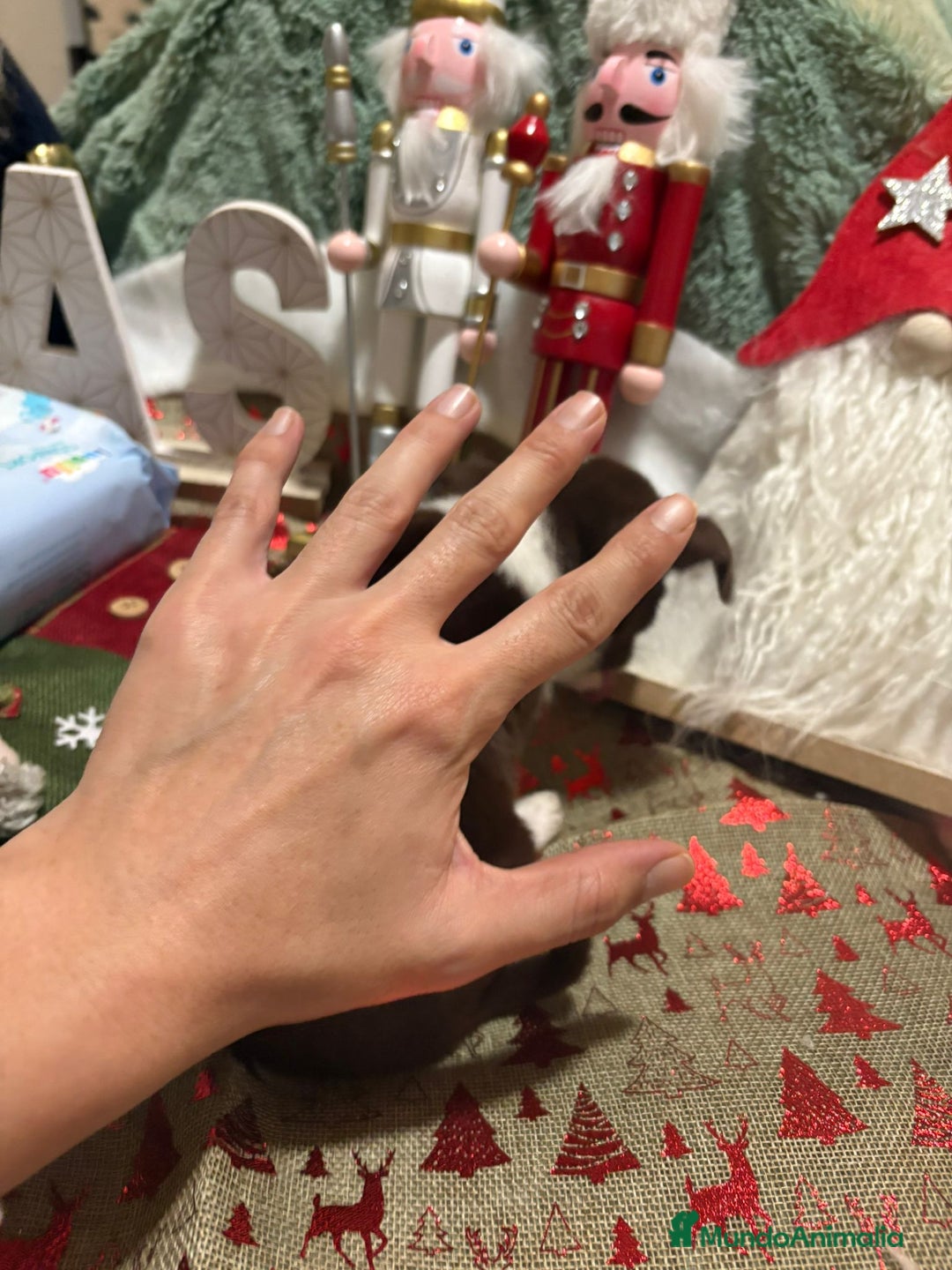 Chihuahua perros en venta: Chihuahua toy ruso - Anuncio 6