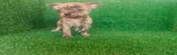 Chihuahua perros en venta: Chihuahua  - Anuncio 6