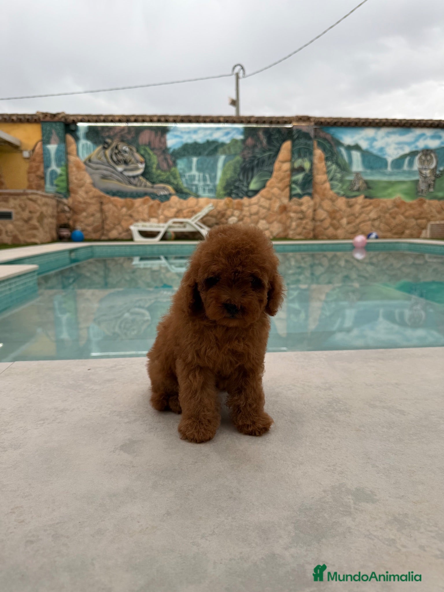 Caniche Toy perros Excelente caniche toy rojo - Anuncio 2