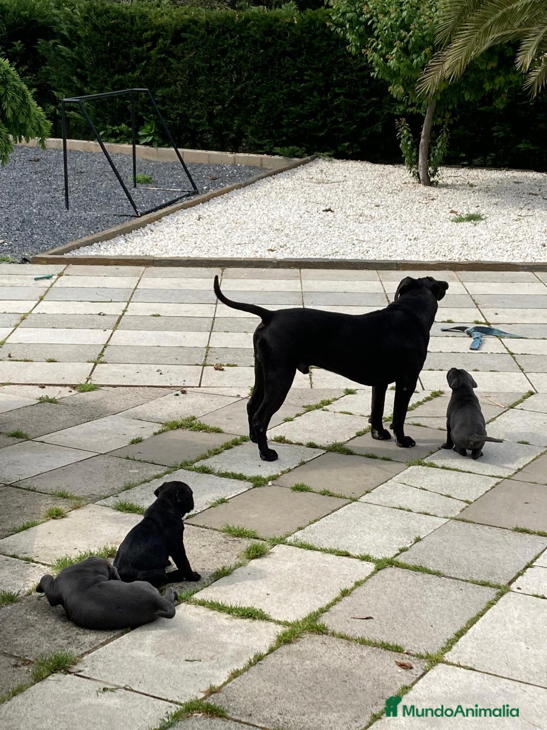 Cane Corso perros en venta: CACHORROS CANE CORSO - Anuncio 9