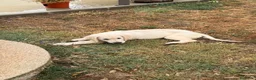 Labrador Retriever perros en venta: Labrador 652804321 - Anuncio 3