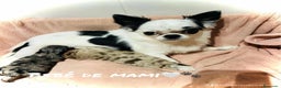 Chihuahua perros en venta: Chihuahua Toy en Illes Balears - Anuncio 2