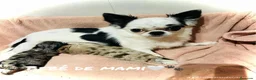 Chihuahua perros en venta: Chihuahua Toy en Illes Balears - Anuncio 2