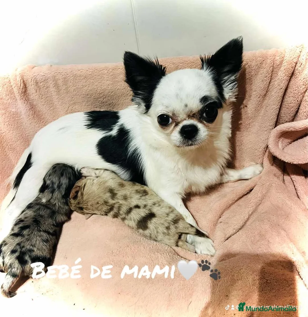 Chihuahua perros en venta: Chihuahua Toy en Illes Balears - Anuncio 2