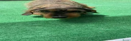 Teckel perros en venta: Teckel de pelo duro  - Anuncio 8