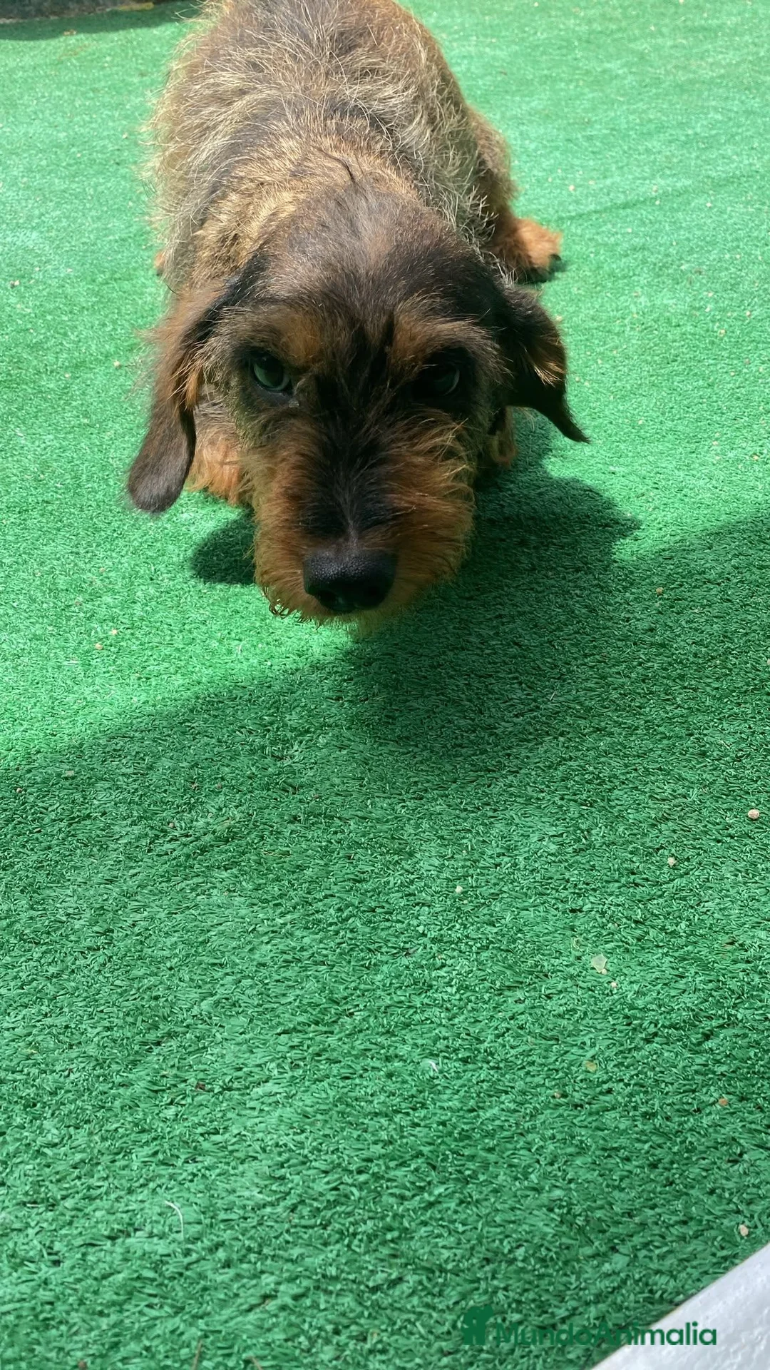 Teckel perros en venta: Teckel de pelo duro  - Anuncio 8