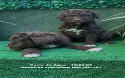 Perro de Agua Español perros en venta: Perro de Agua Español hembra - Anuncio 11