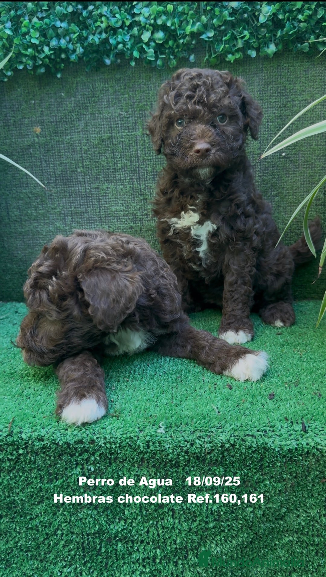 Perro de Agua Español perros en venta: Perro de Agua Español hembra - Anuncio 11