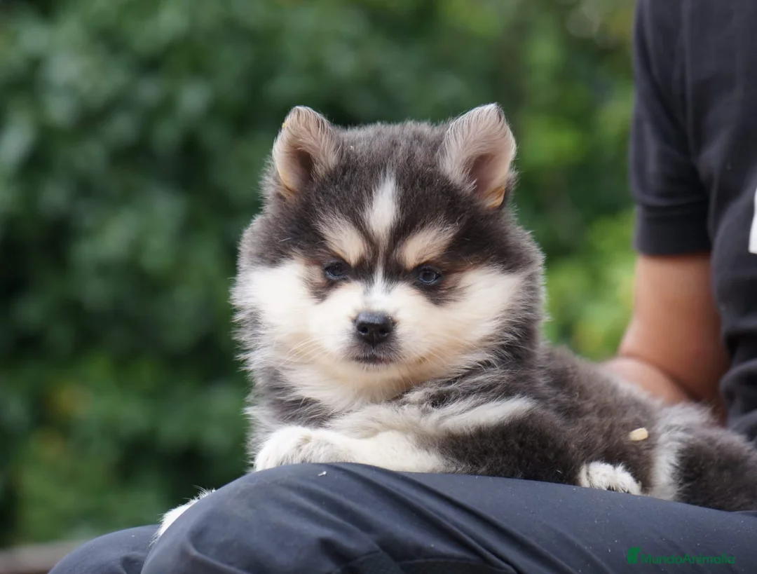 Imagen de galería {{count}}