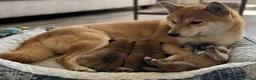 Shiba Inu perros en venta: Shiba inu  - Anuncio 1