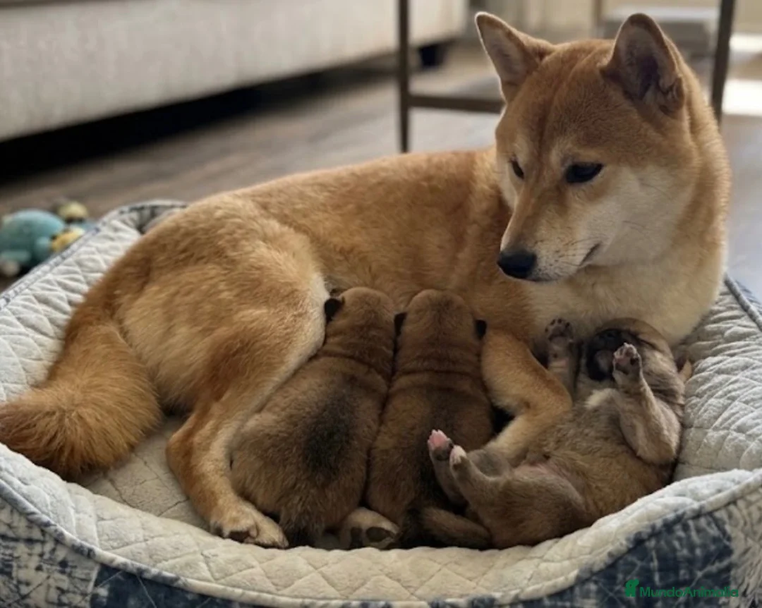 Shiba Inu perros en venta: Shiba inu  - Anuncio 1