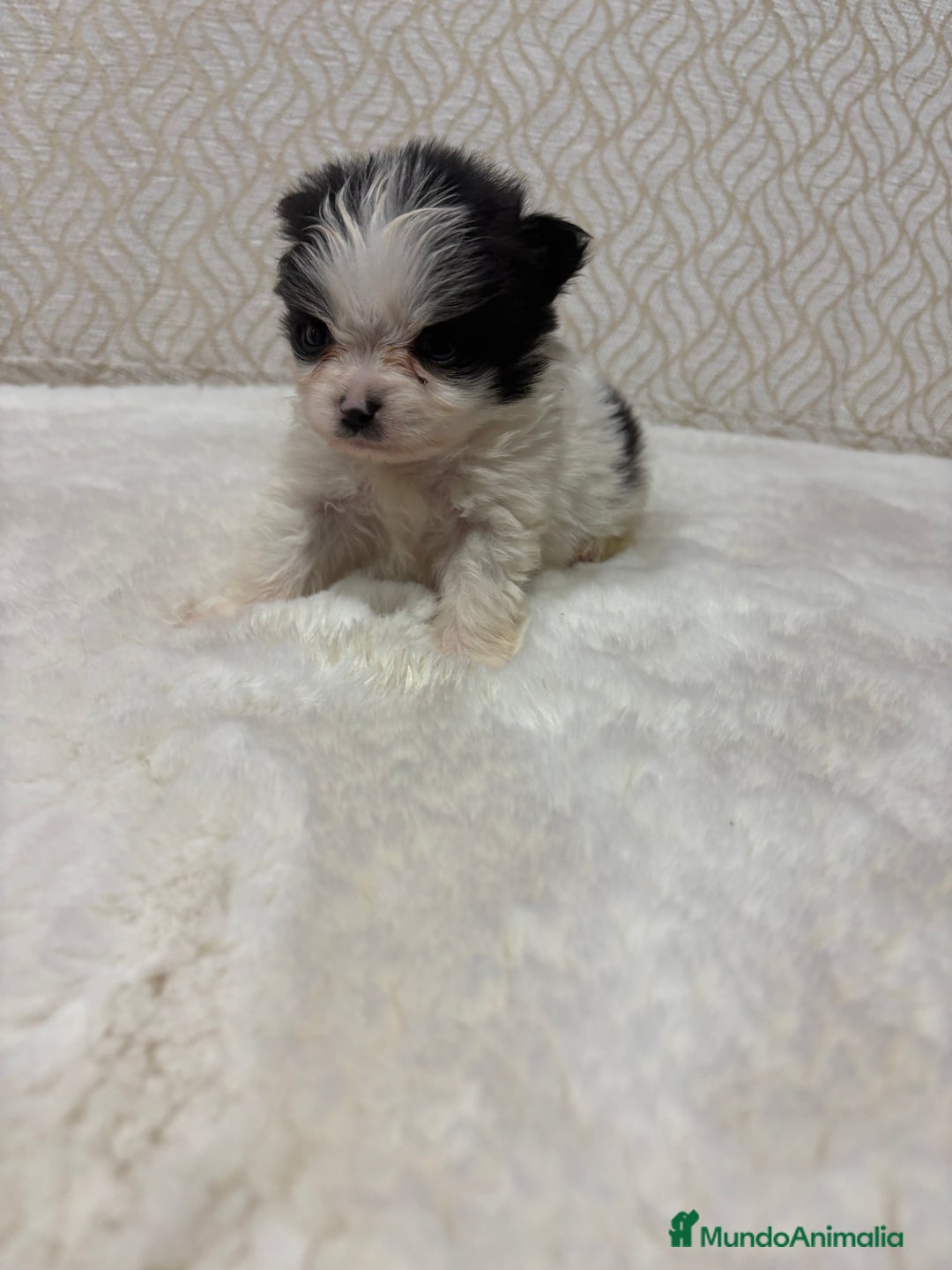 Pomerania perros en venta: Lulu Pomerania macho mini Toy color party - Anuncio 12