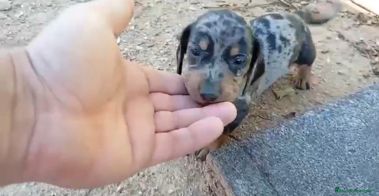 Teckel perros  Teckel Arlequínes,Chocolate y Negros fuego ECO - Anuncio 1