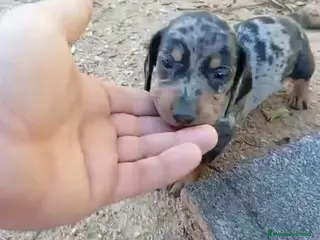 Teckel perros Teckel Arlequínes,Chocolate y Negros fuego ECO - Anuncio 1