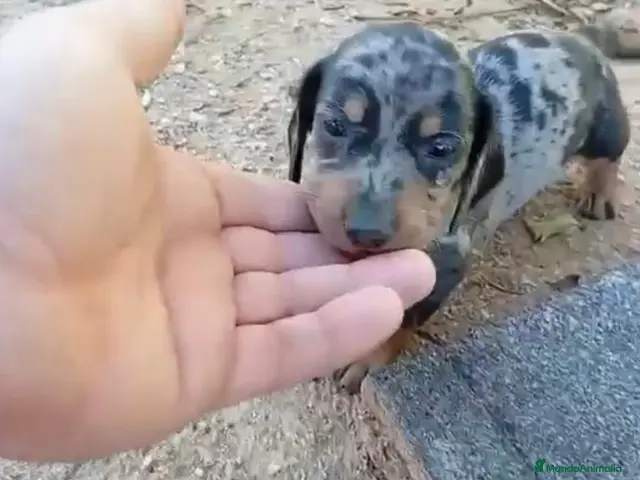 Teckel perros Teckel Arlequínes,Chocolate y Negros fuego ECO - Anuncio 25