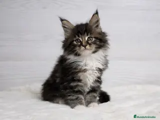 Maine Coon gatos Gatitos maine coon - Anuncio 1