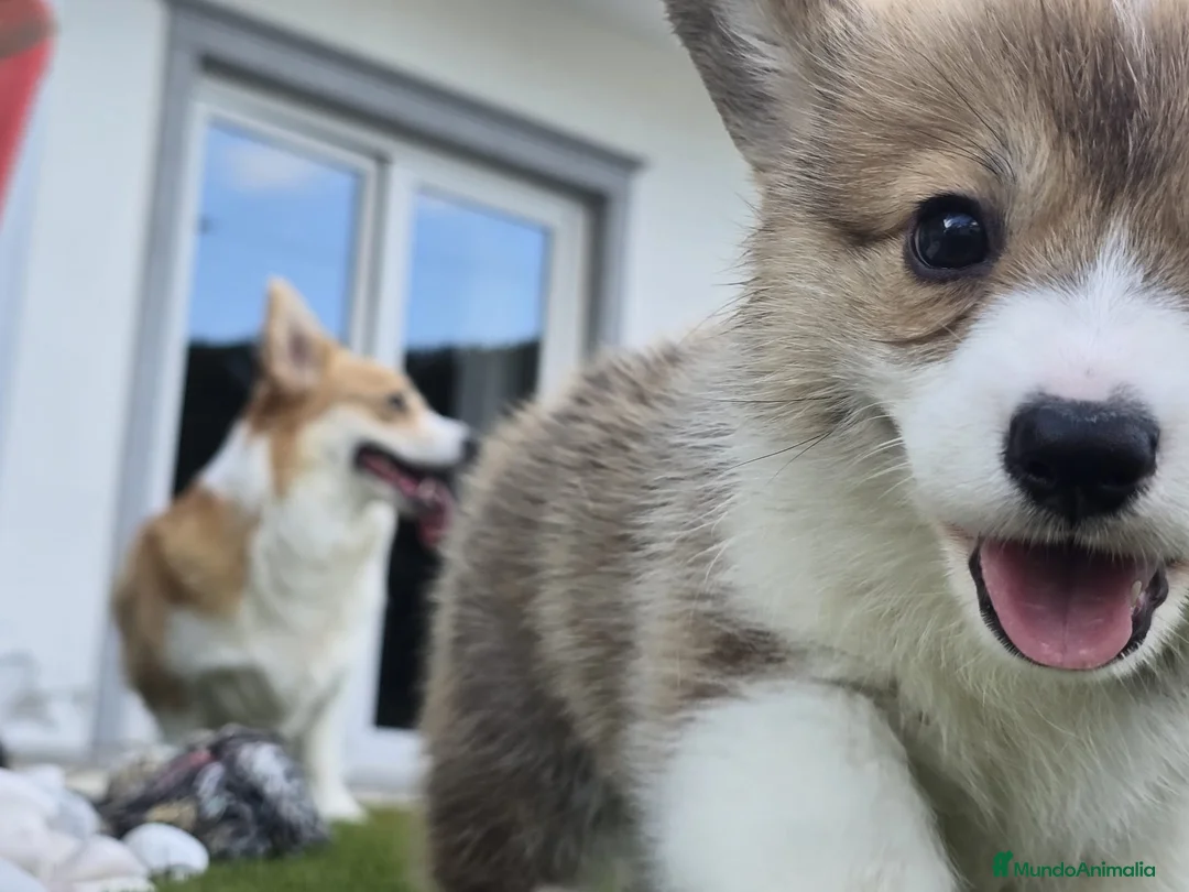 Welsh Corgi Pembroke perros en venta: Preciosas cachorras de Welsh corgi Pembroke - Anuncio 2
