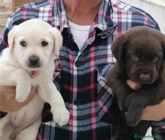 Labrador Retriever perros Labradores chocolate y canelas - Anuncio 2