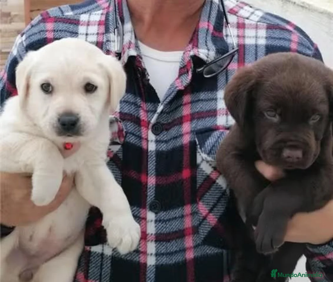 Labrador Retriever perros en venta: Labradores chocolate y canelas - Anuncio 1