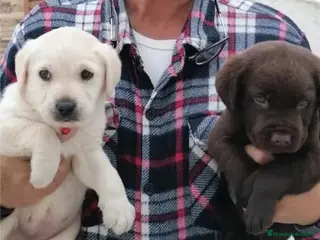 Labrador Retriever perros Labradores chocolate y canelas - Anuncio 2