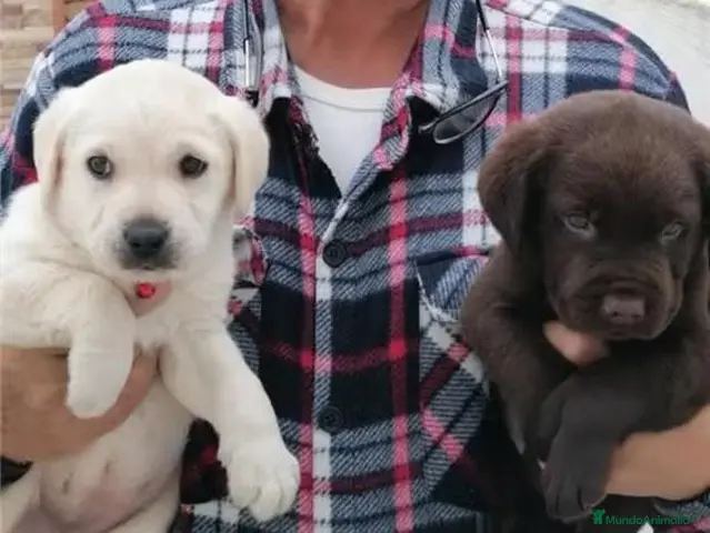 Labrador Retriever perros Labradores chocolate y canelas - Anuncio 6