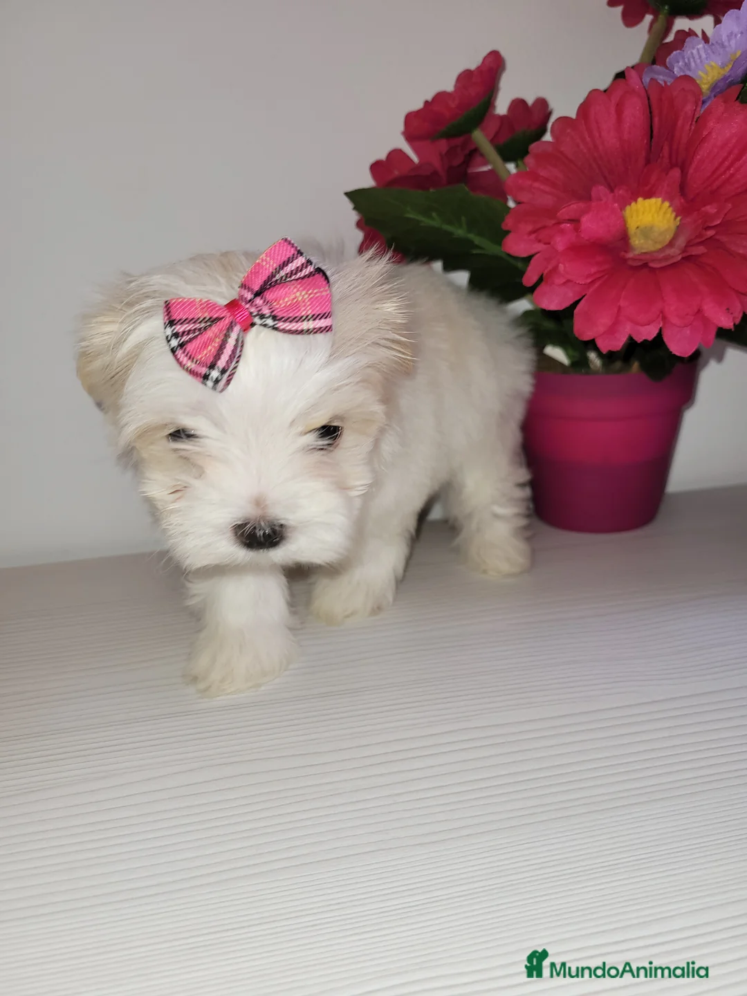 Imagen de galería {{count}}