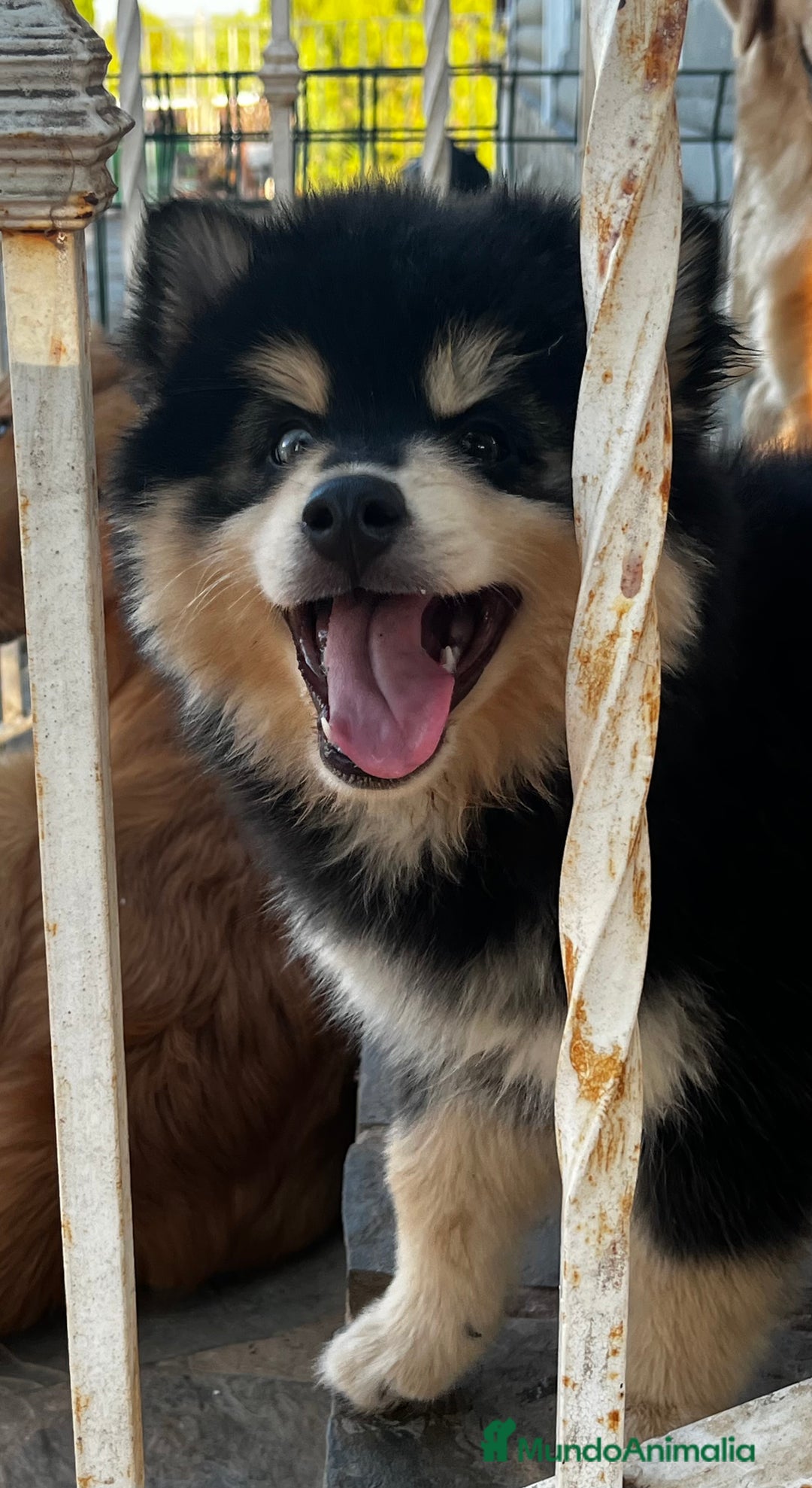 Pomsky perros en venta: Pomsky miniatura - Imagen 4