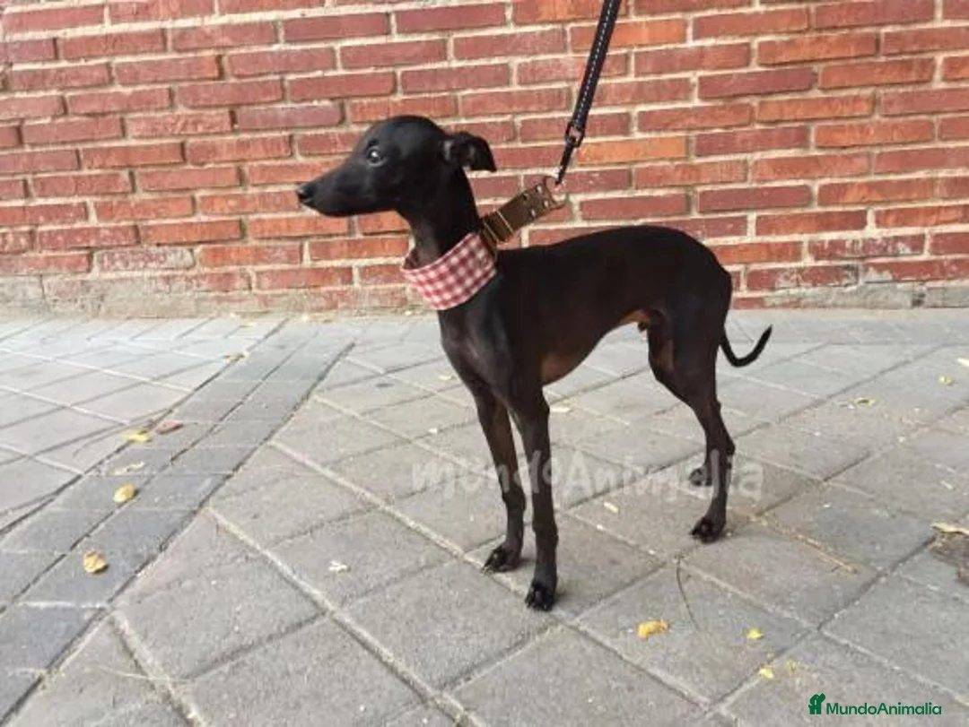 Imagen de galería {{count}}