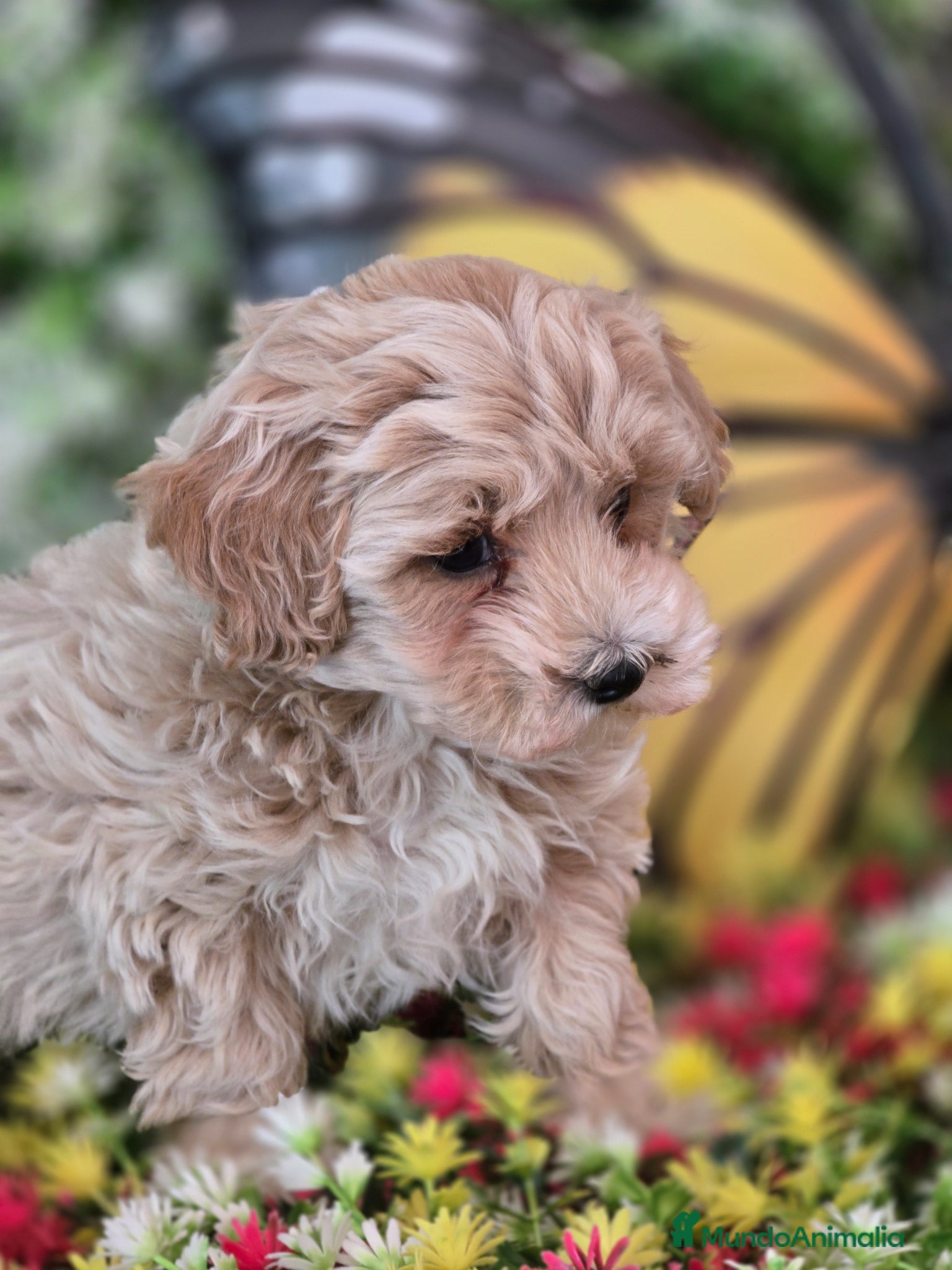 Maltipoo perros CAMADA DE MALTIPOO  - Anuncio 4