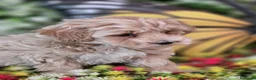 Maltipoo perros en venta: CAMADA DE MALTIPOO  en Almería - Anuncio 3