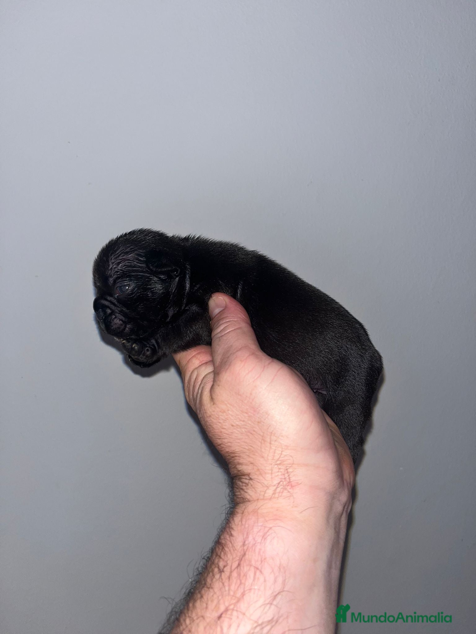 Bulldog Francés perros Macho de Bulldog Frances cachorro - Anuncio 2