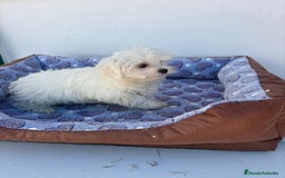 Bichón Maltés perros en venta: Bichon maltés  - Imagen 8