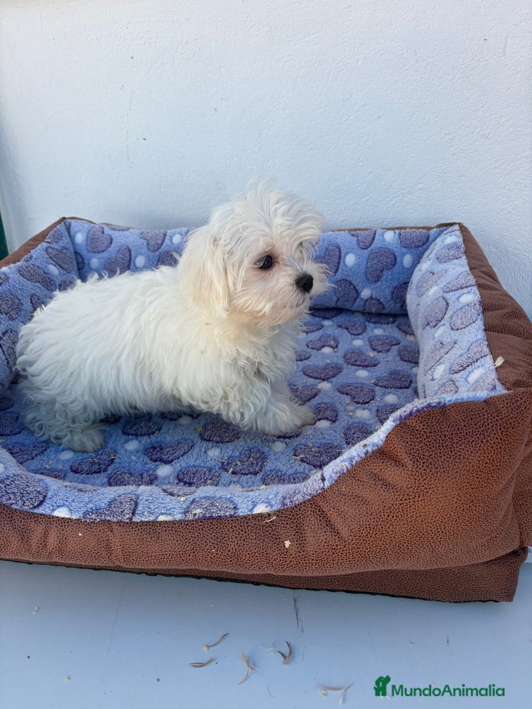 Bichón Maltés perros en venta: Bichon maltés  - Imagen 8