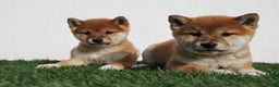 Shiba Inu perros en venta: SHIBA INU . CACHORROS en Madrid - Anuncio 5