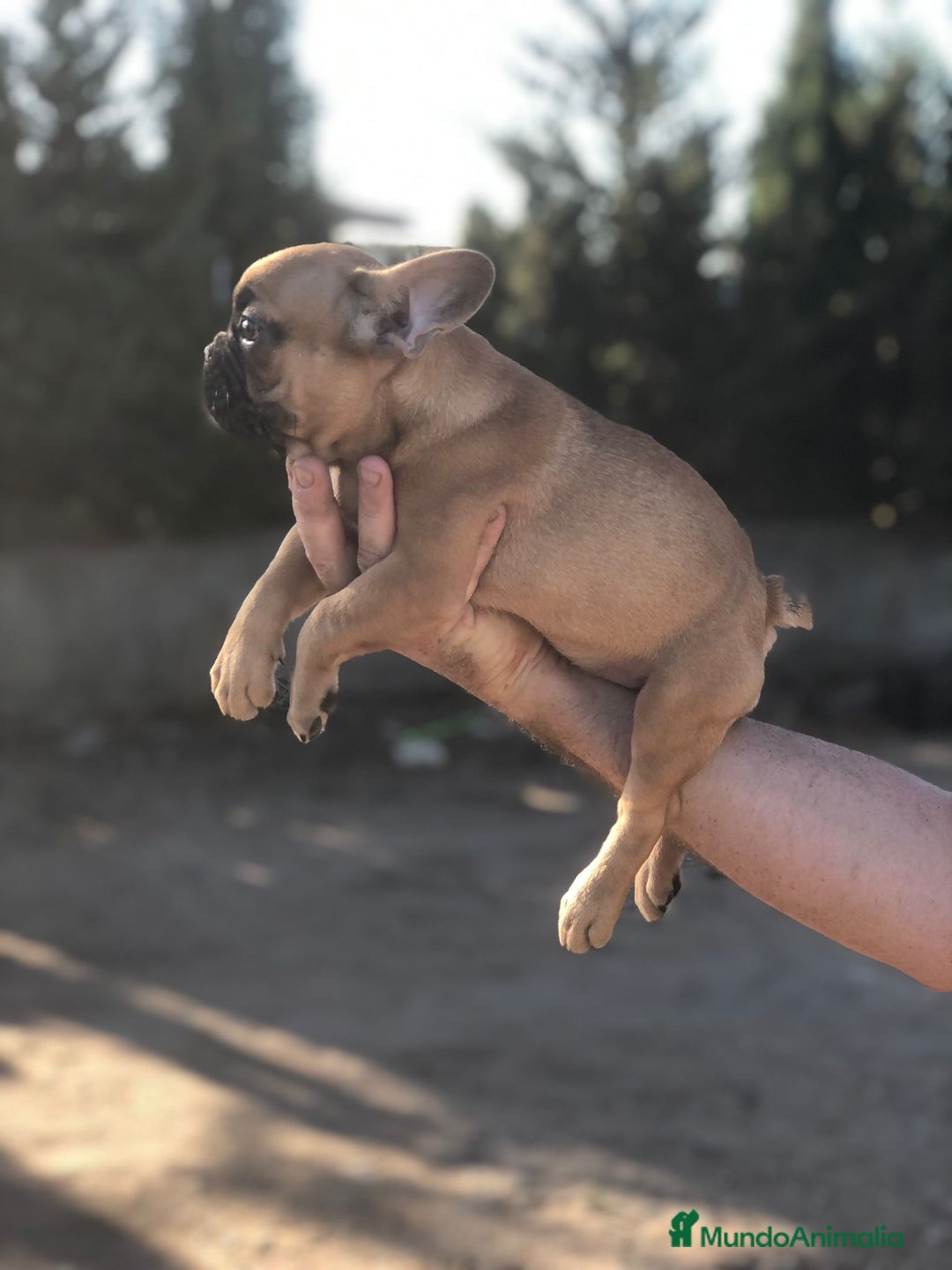Bulldog Francés perros en venta: Bulldog francés standar  - Imagen 7