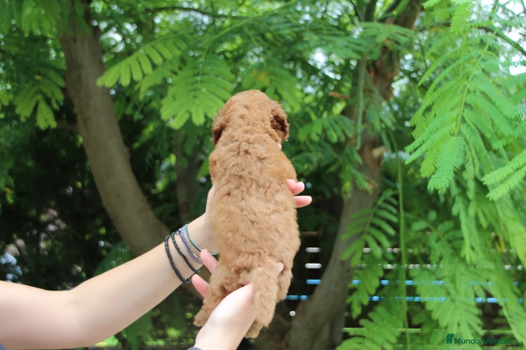 Cavapoo perros en venta: Camada de Cavapoo en Madrid - Anuncio 4