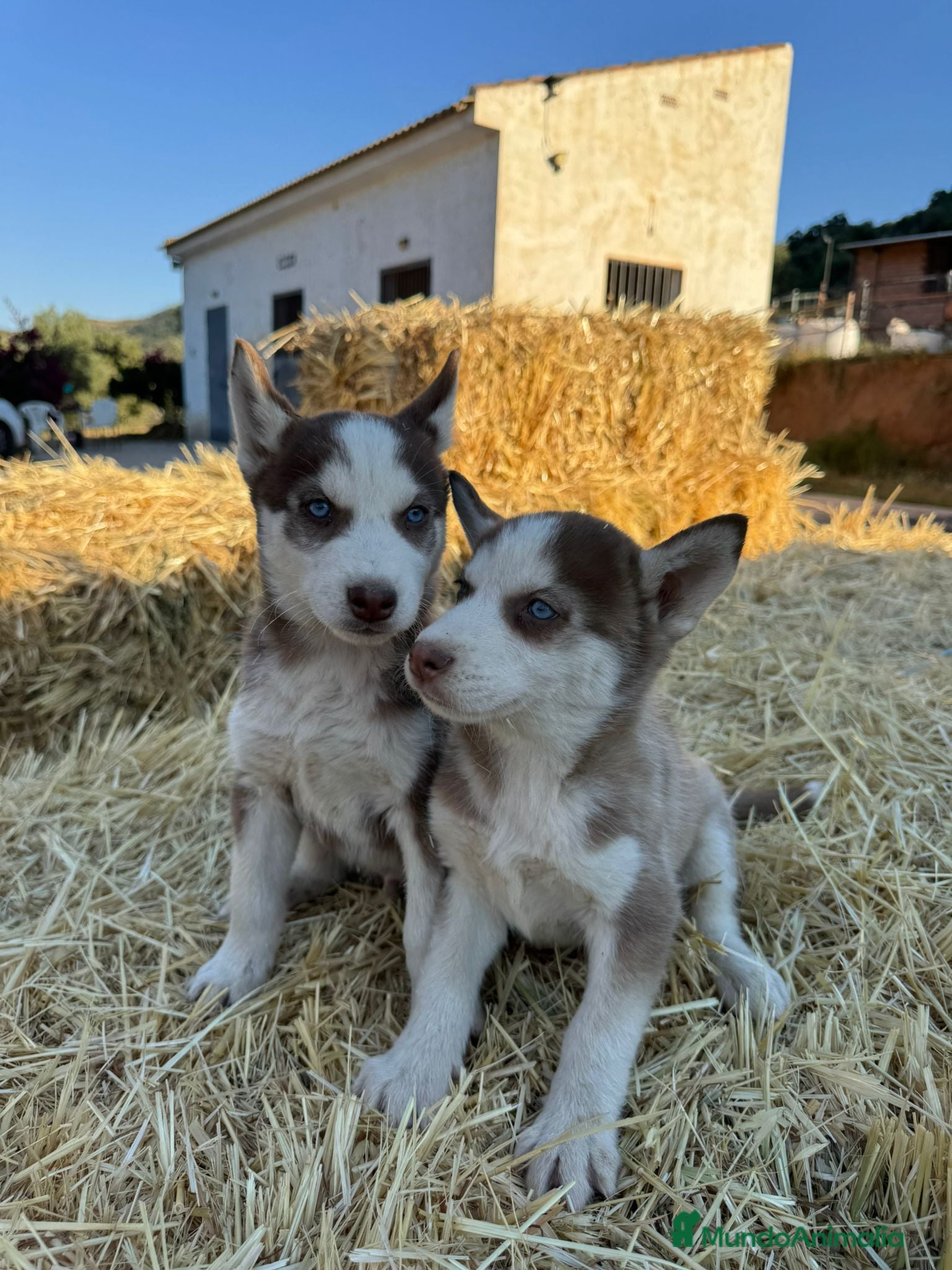Husky Siberiano perros Husky siberiano  - Anuncio 2