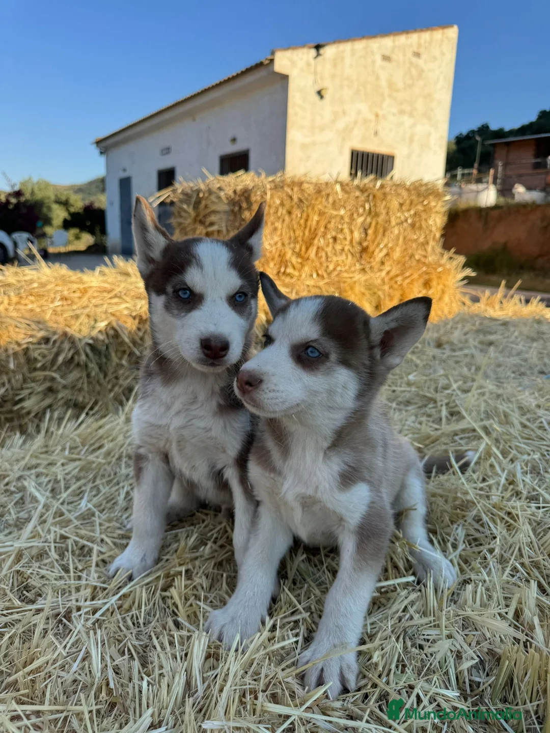 Husky Siberiano perros en venta: Husky siberiano  - Anuncio 1