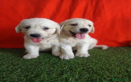 Golden Retriever perros en venta: GOLDEN RETRIEVER  - Imagen 3