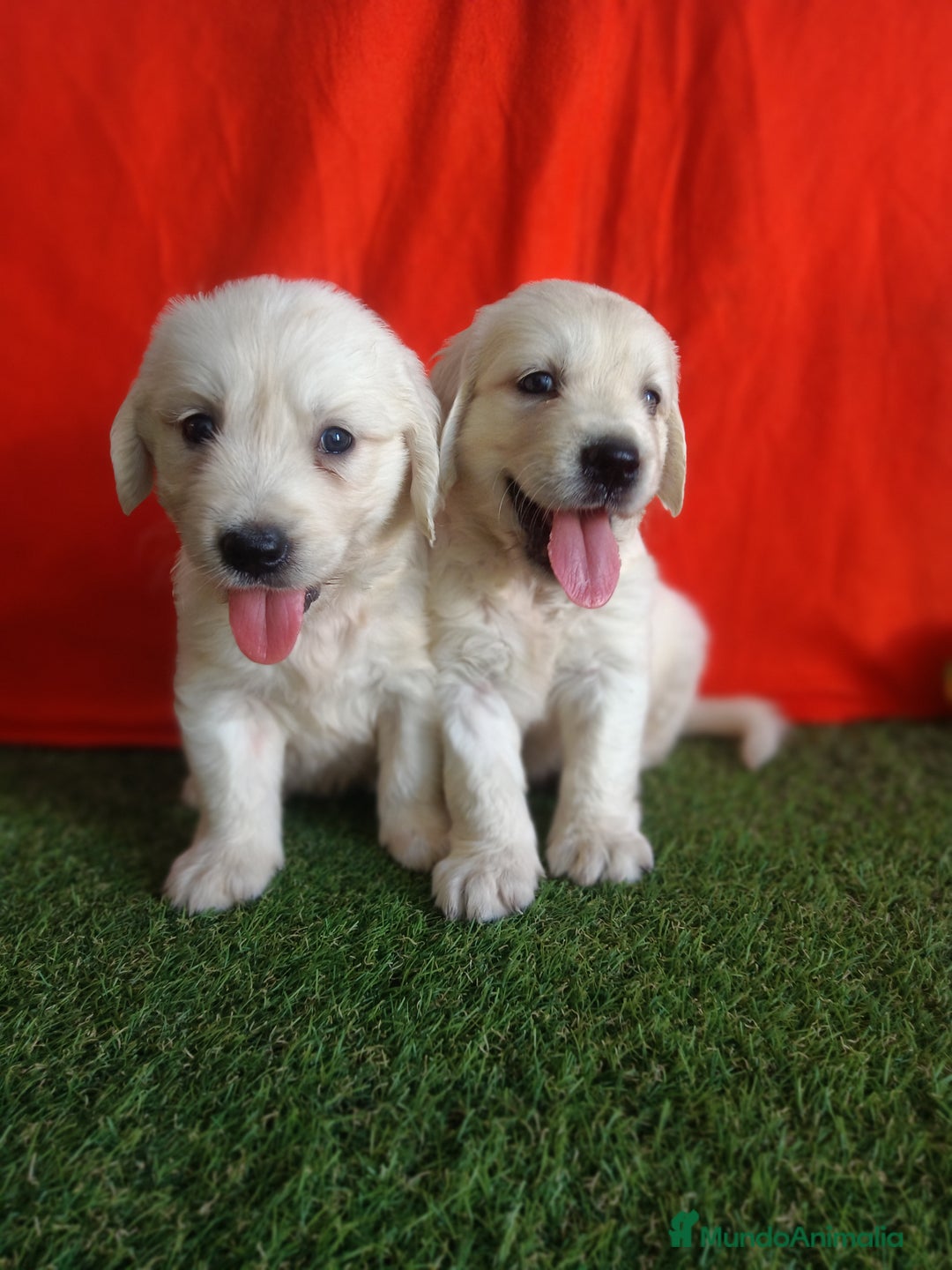 Golden Retriever perros en venta: GOLDEN RETRIEVER  - Imagen 3