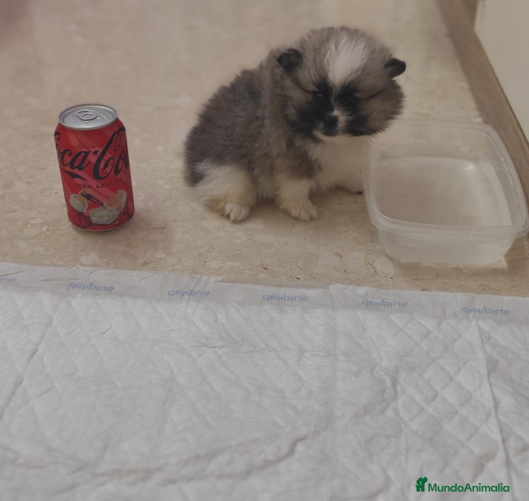 Pomerania perros en venta: Pomerania  - Anuncio 6