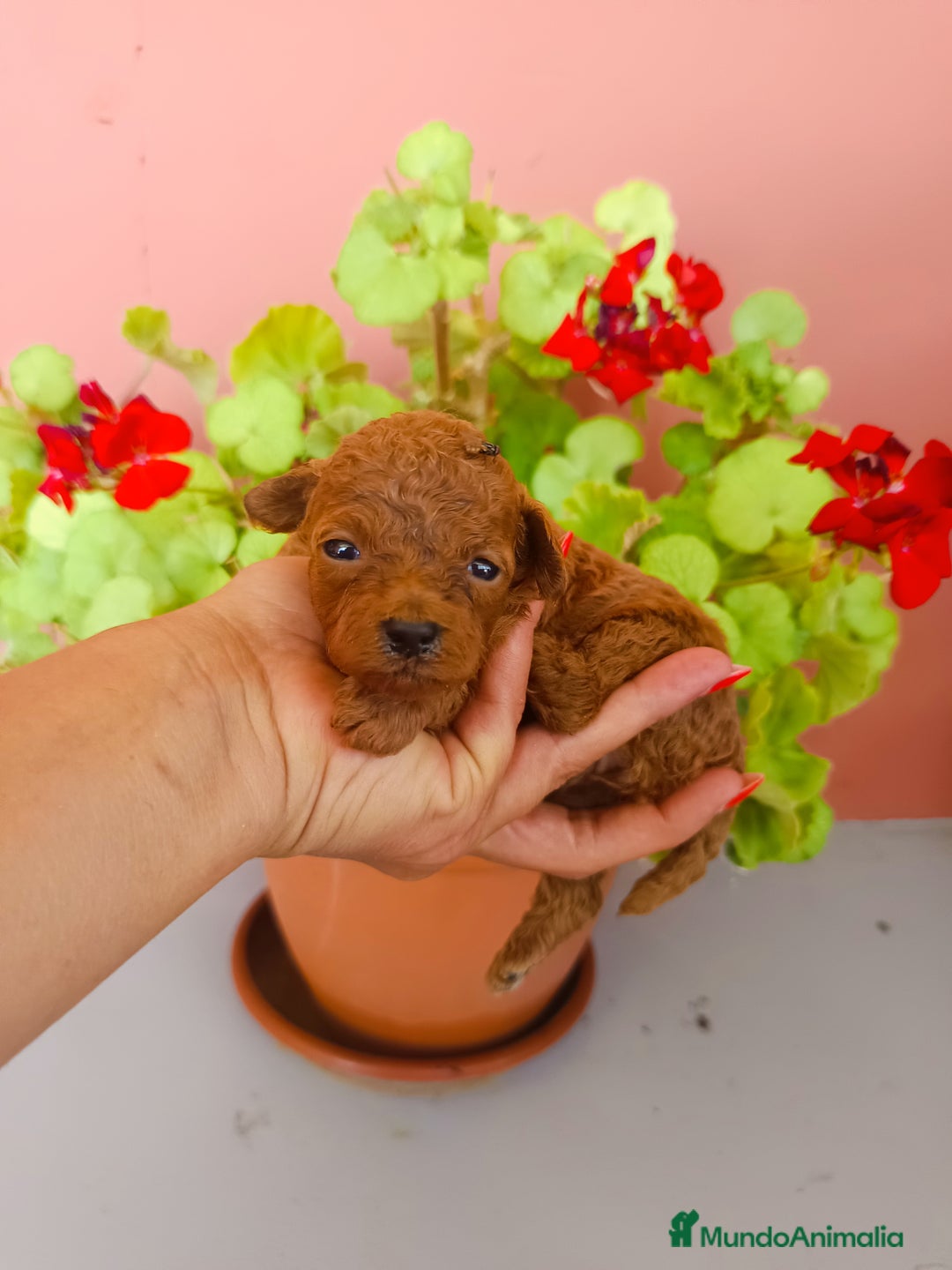 Caniche Toy perros en venta: Caniche toy rojo - Imagen 2