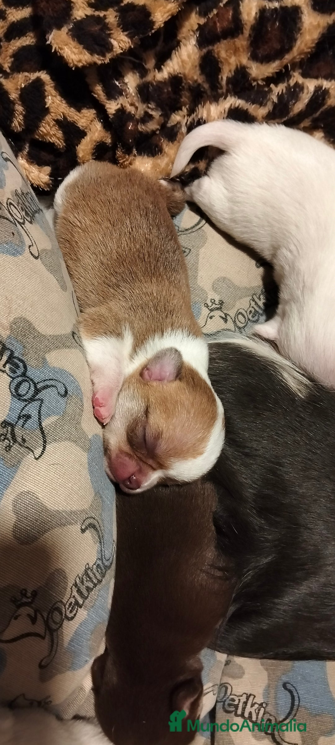 Chihuahua perros en venta: Camada de chihuahuas - Imagen 4