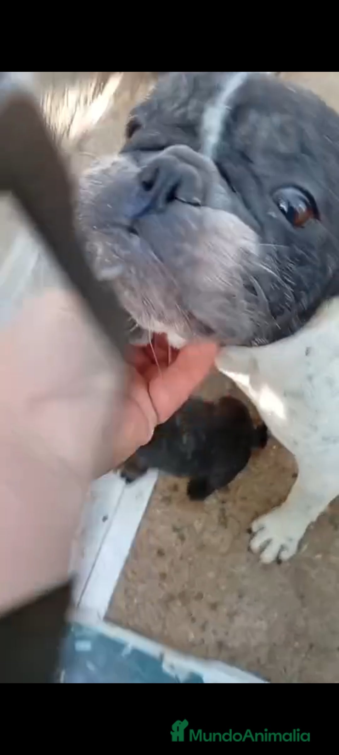 Bulldog Francés perros en venta: Bulldog francés  - Imagen 8