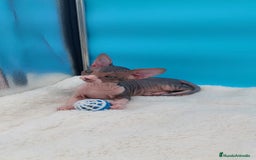 Sphynx gatos en venta: Preciosa camada de gatitos sphynx  - Imagen 14