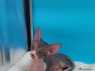 Sphynx gatos Preciosa camada de gatitos sphynx - Anuncio 4